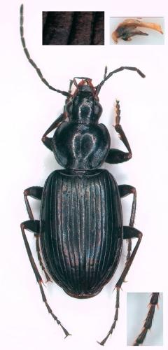 Réf. 251 273 : Agonum afrum